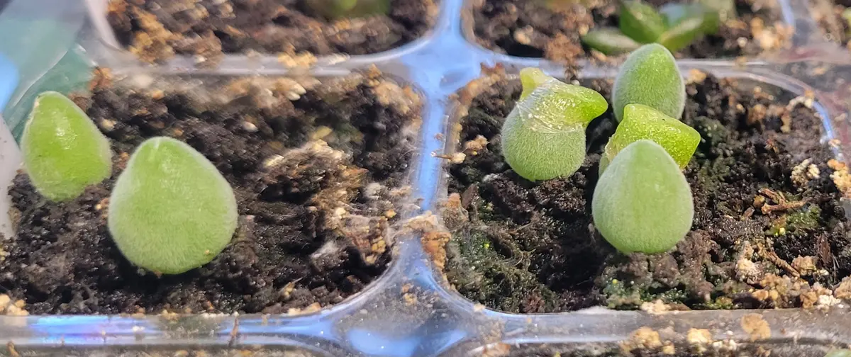 最高の 初挑戦】ホルテンセの実生｜そだレポ（栽培レポート）byすみ その他多肉植物