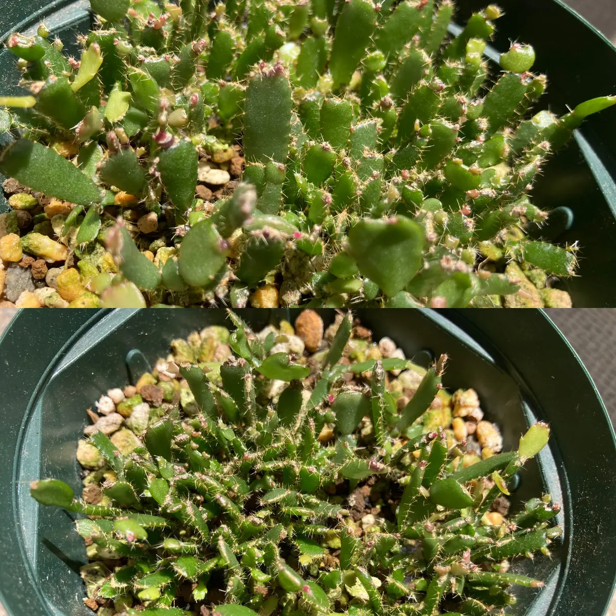 シャコバサボテンを種から育てる｜そだレポ（栽培レポート）by玄風鸚哥