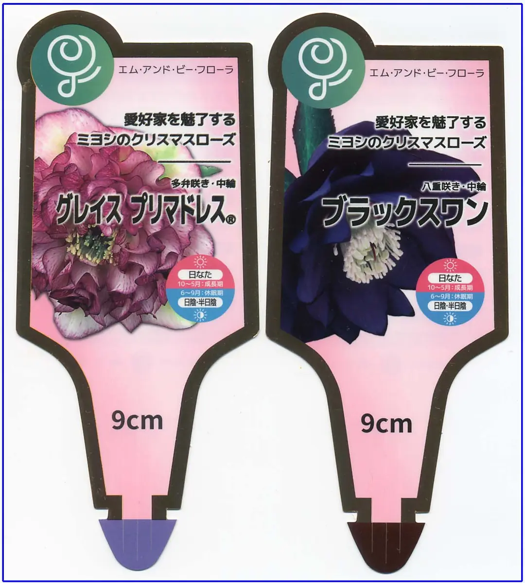クリスマスローズ そだレポ 認定美黒姫 クリスマスローズ そだレポ 認定美黒姫