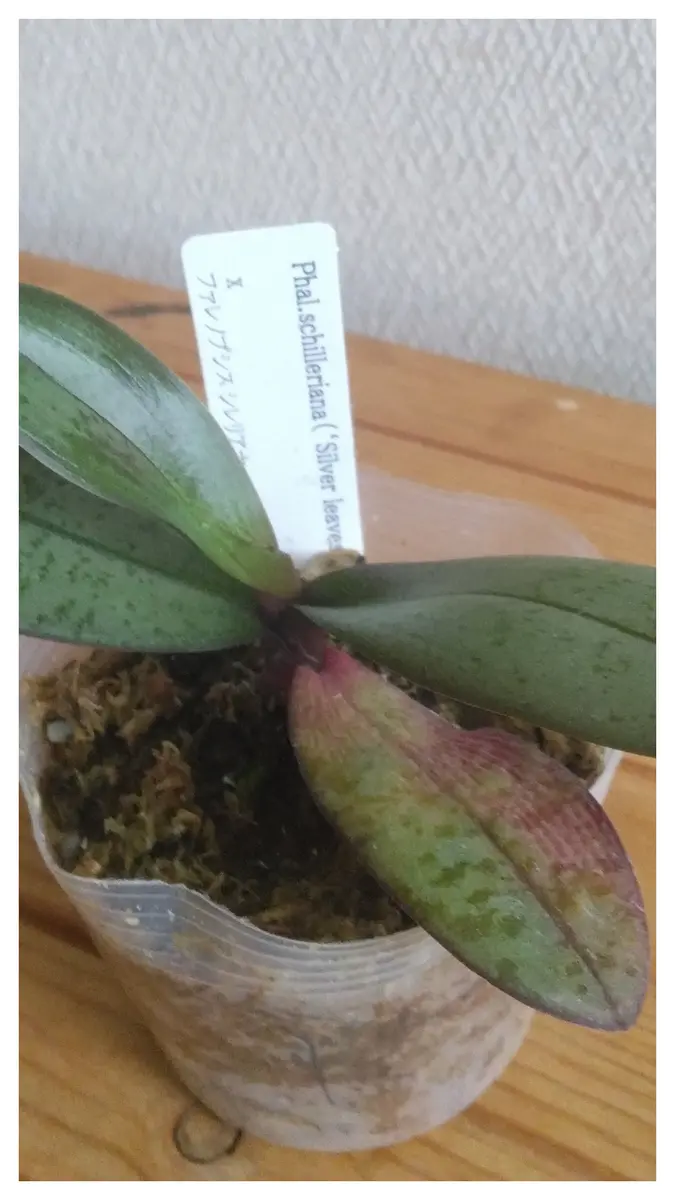 シレリアナの板付栽培2022～2023(終了)｜そだレポ（栽培レポート）by