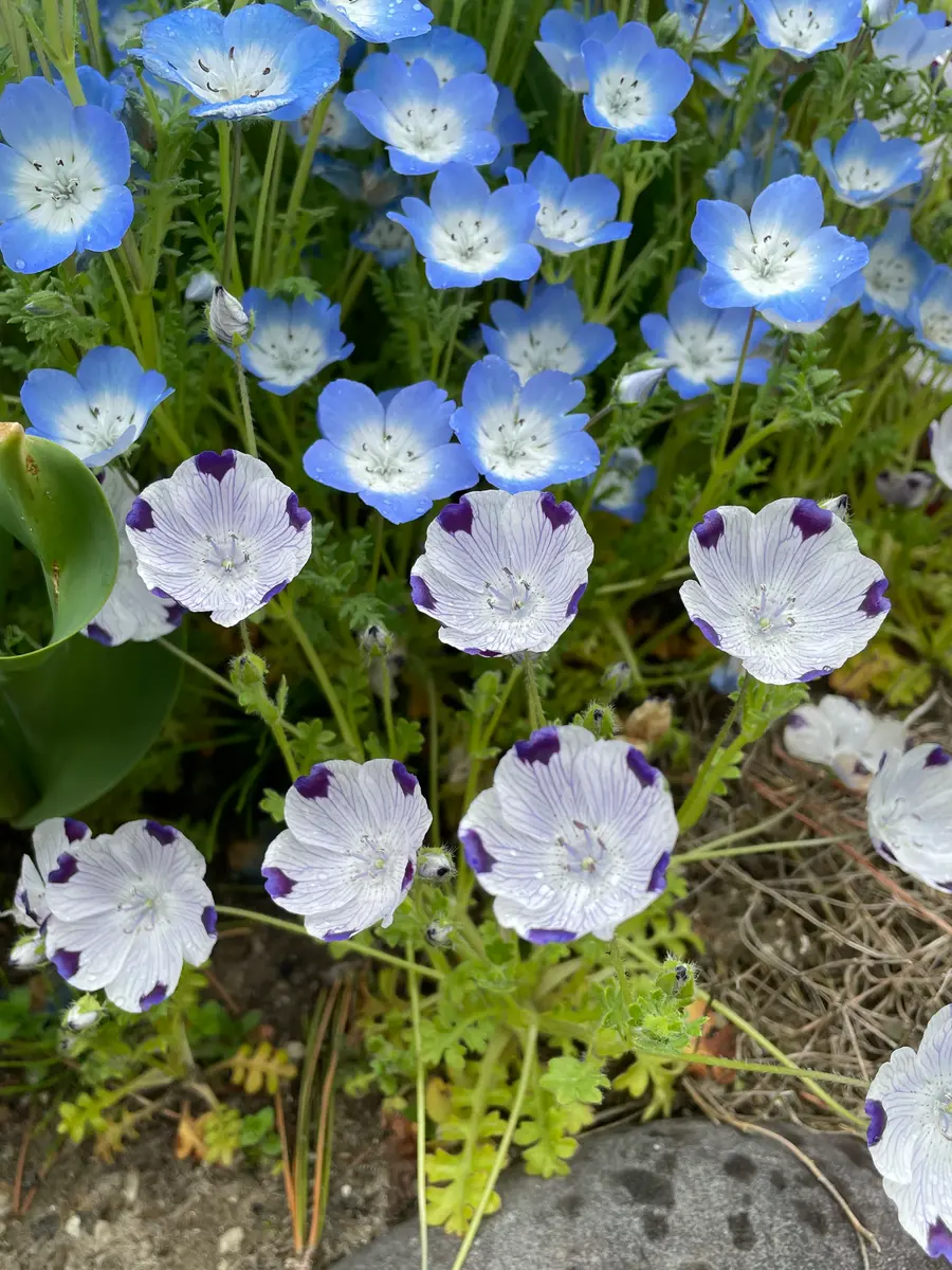 ネモフィラ 自家採取種から育てる｜そだレポ（栽培レポート）byruirui