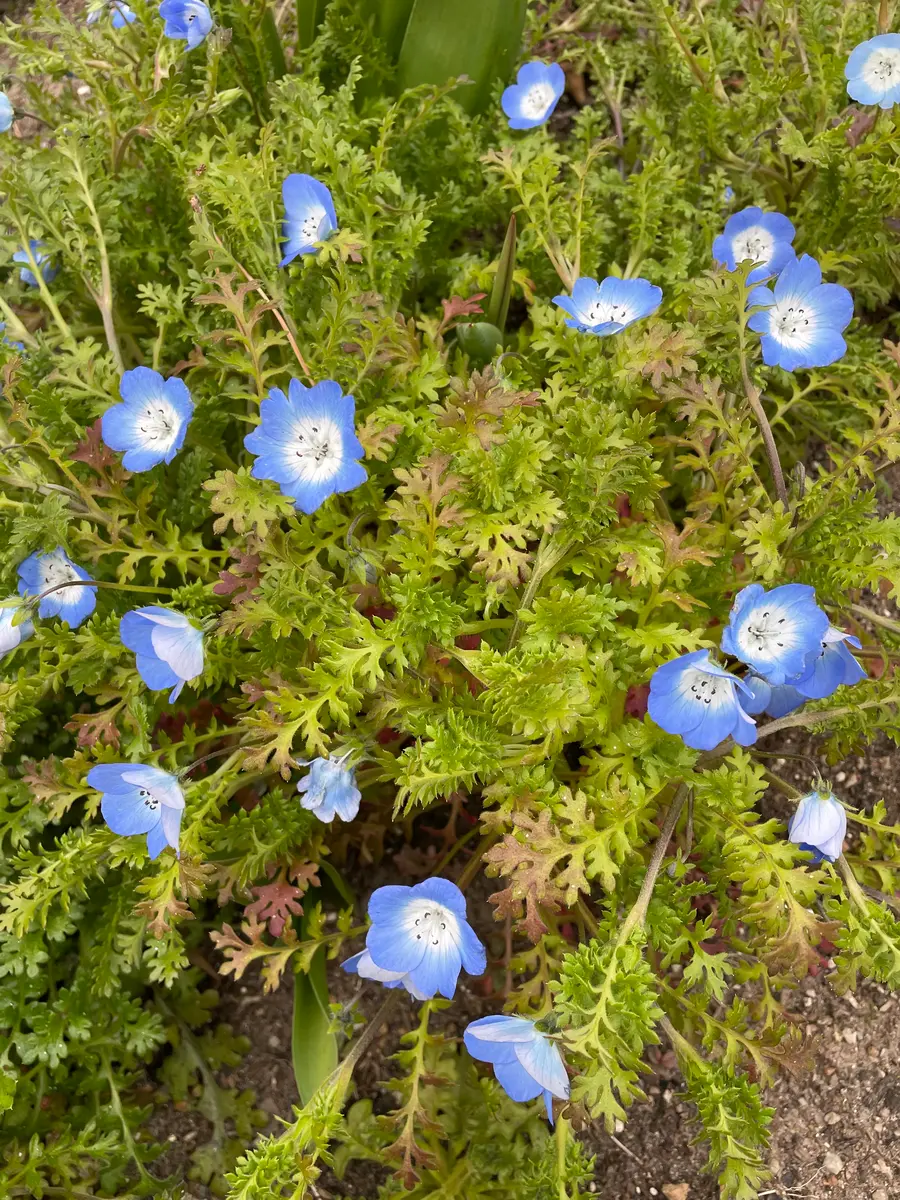 ネモフィラ 自家採取種から育てる｜そだレポ（栽培レポート）byruirui