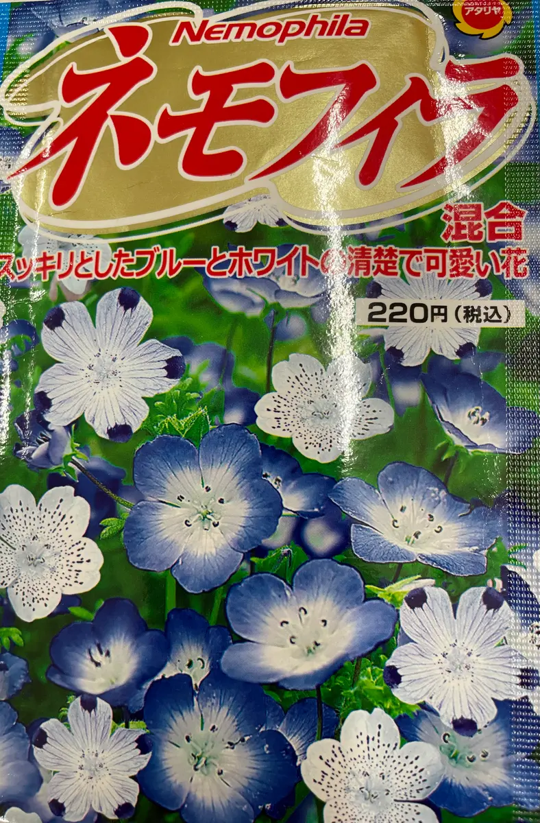 ネモフィラ 自家採取種から育てる｜そだレポ（栽培レポート）byruirui