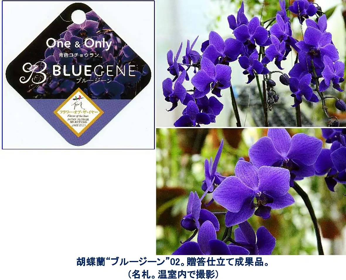 胡蝶蘭“ブルージーン”。娘から誕生祝いに贈ってきた青色胡蝶、花 胡蝶蘭“ブルージーン”。娘から誕生祝いに贈ってきた青色胡蝶、花