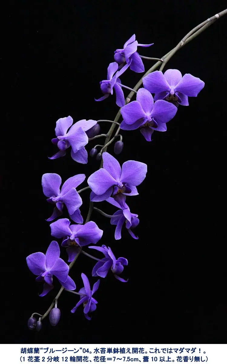 【希少】胡蝶蘭ブルージーン　1株③花終わり 胡蝶蘭ブルージーン 1株③花終わり 希少】胡蝶蘭ブルージーン 1株