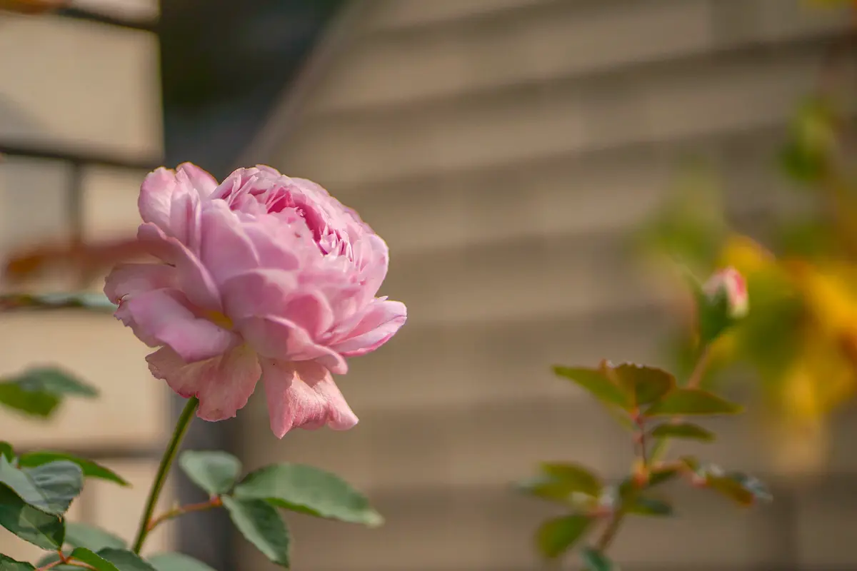2本＊挿し穂◇薔薇 バラ 別名 エデン ローズ88 カップ咲 挿し木用 カット