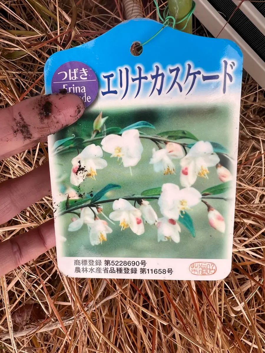 可愛いつばきの小花を咲かせたい｜そだレポ（栽培レポート）byまサプリ