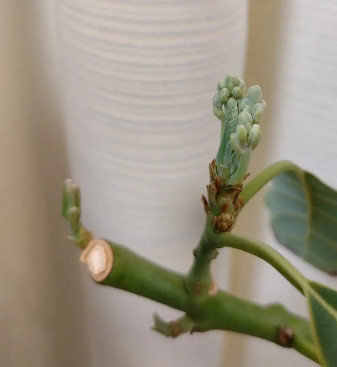 アボカド ベーコン 花芽付き 【公式通販】