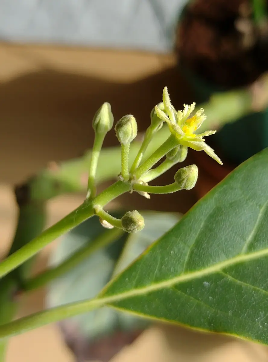 3.アボカドついに開花｜そだレポ（栽培レポート）byマンションベランダ