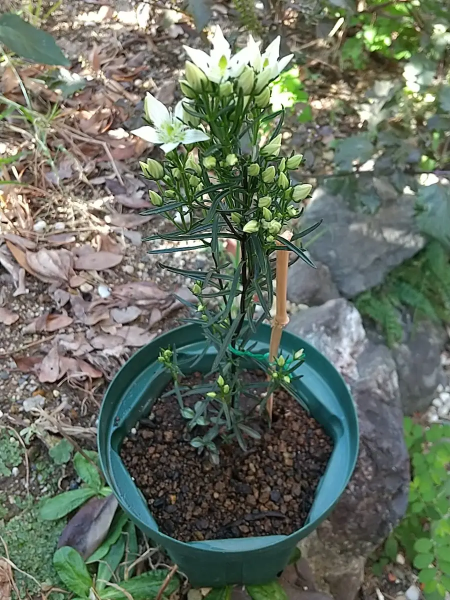 センブリを種から｜そだレポ（栽培レポート）byかえるさん｜みんなの