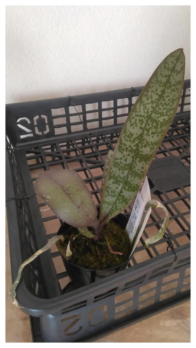 洋蘭 原種 Phal. schilleriana フラスコ苗 - メルカリ 洋蘭原種 Phal