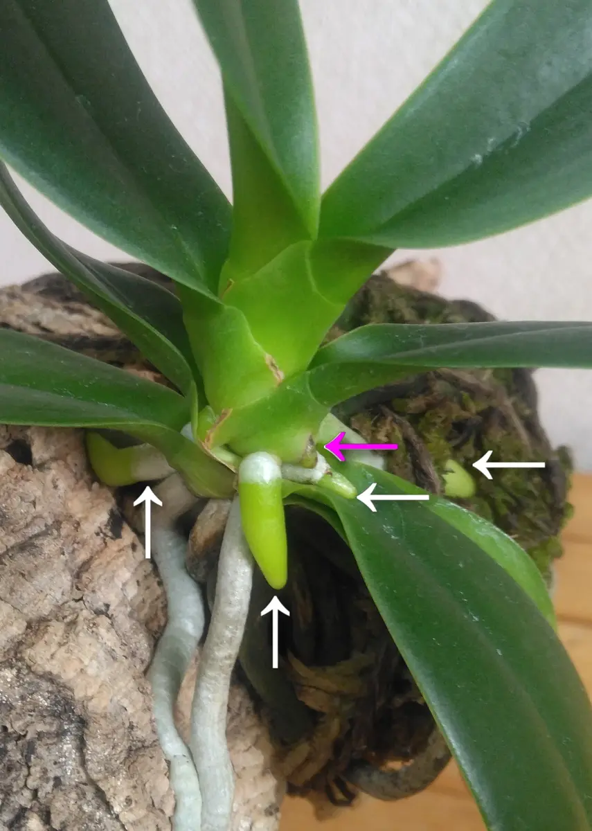 ナゴランの板付栽培2023～｜そだレポ（栽培レポート）by