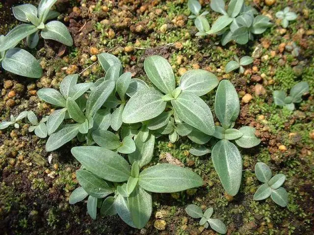 ムラサキセンブリ｜そだレポ（栽培レポート）by春ちゃん｜みんなの趣味