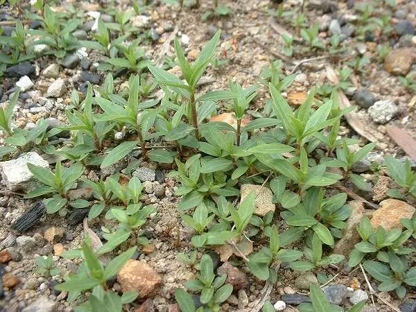 ムラサキセンブリ｜そだレポ（栽培レポート）by春ちゃん｜みんなの趣味