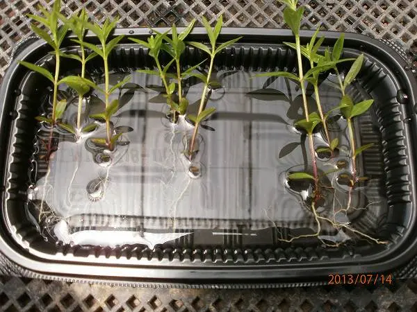 ムラサキセンブリ｜そだレポ（栽培レポート）by春ちゃん｜みんなの趣味