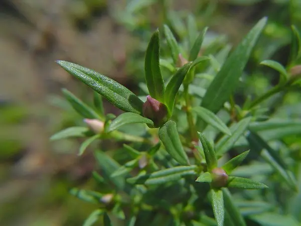 ムラサキセンブリ｜そだレポ（栽培レポート）by春ちゃん｜みんなの趣味