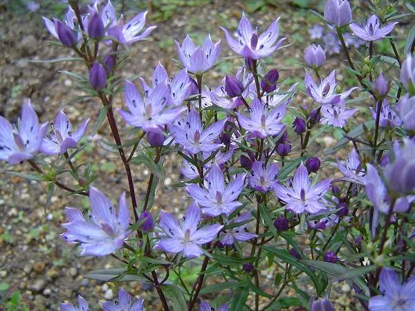 ムラサキセンブリ｜そだレポ（栽培レポート）by春ちゃん｜みんなの趣味