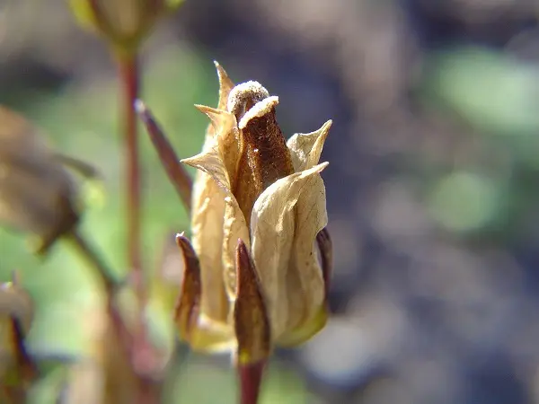 ムラサキセンブリ｜そだレポ（栽培レポート）by春ちゃん｜みんなの趣味