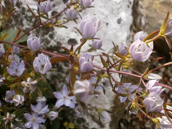ムラサキセンブリ｜そだレポ（栽培レポート）by春ちゃん｜みんなの趣味