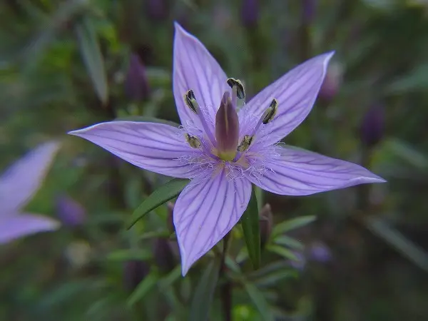 ムラサキセンブリ｜そだレポ（栽培レポート）by春ちゃん｜みんなの趣味