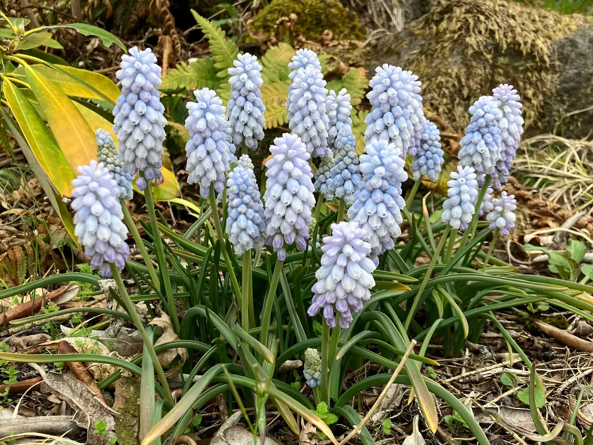 ♡開花中♡DD多弁ホワイト整形花 横向き充実株 ♡開花中♡DD多弁