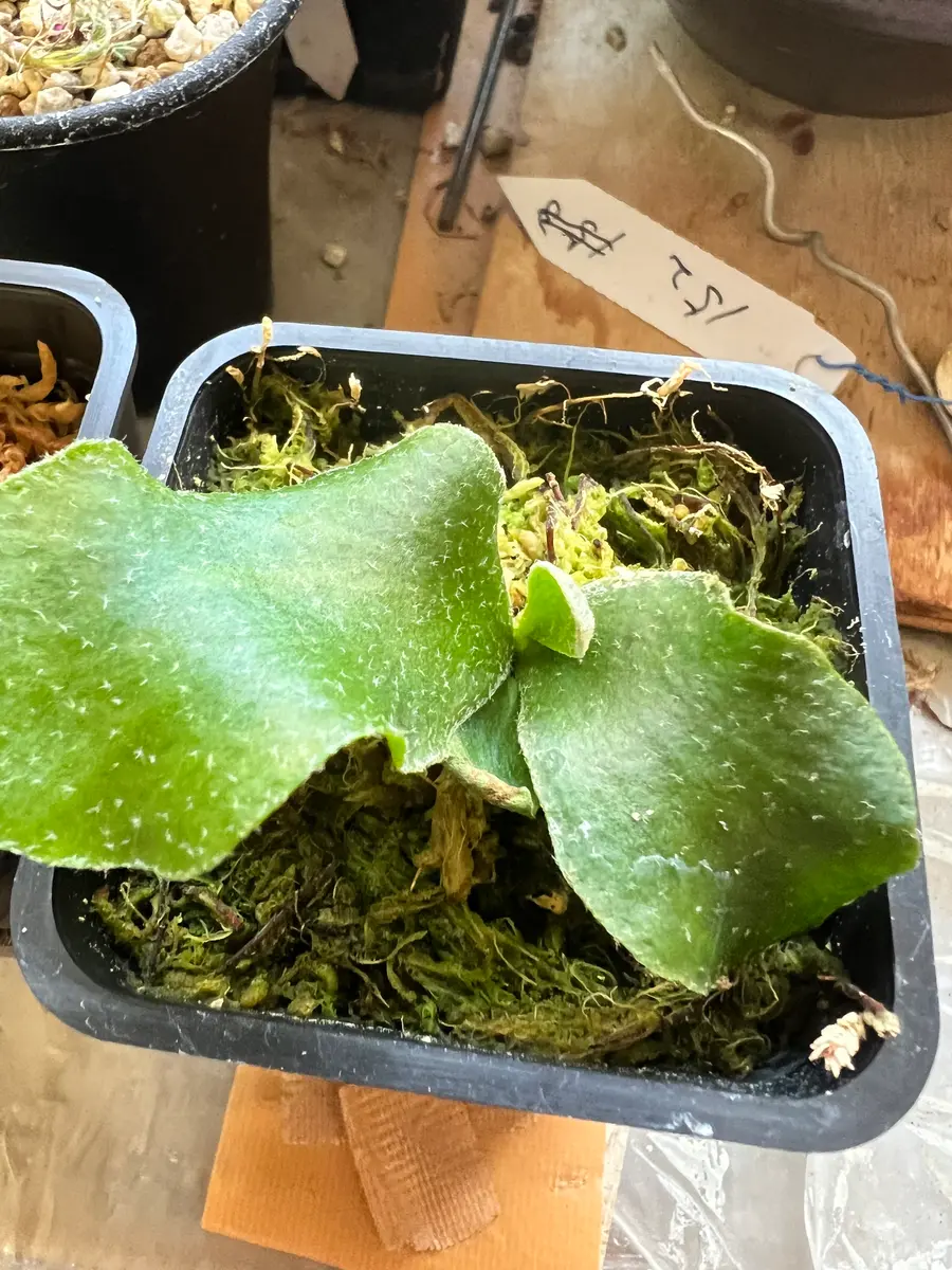 諦めかけたヒリーの胞子培養｜そだレポ（栽培レポート）byこまっちゃ