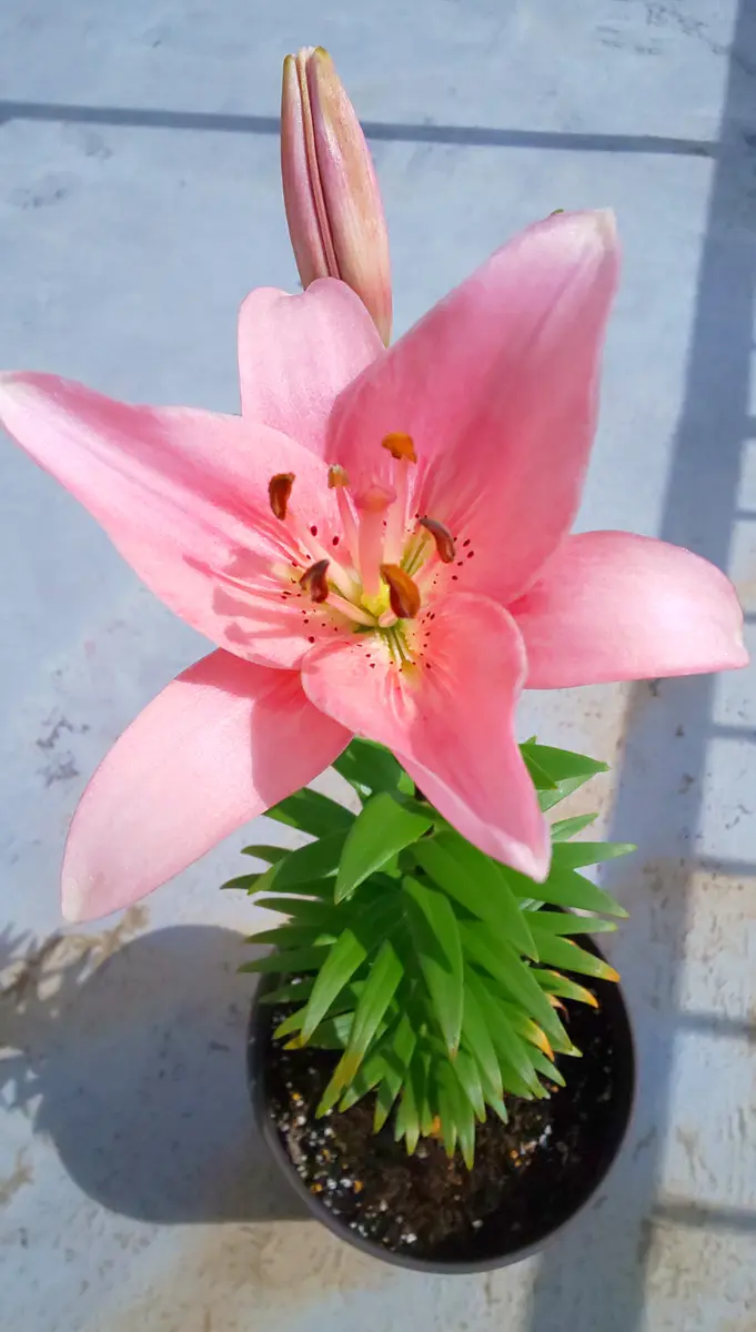 今年もピンク色の透かし百合が観たいから、去年と同じ様に育てて
