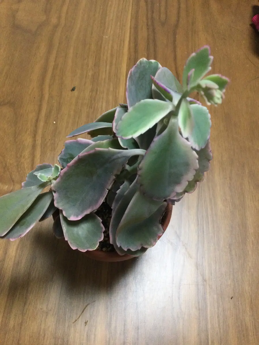 胡蝶の舞の観察｜そだレポ（栽培レポート）byはーとねこ｜みんなの趣味