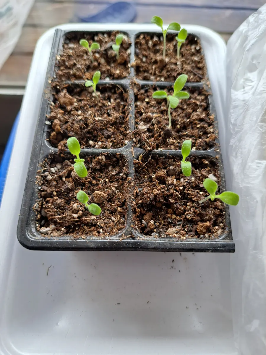 発芽 ネモフィラ 冬に種まき｜そだレポ（栽培レポート）byもちもちもっ