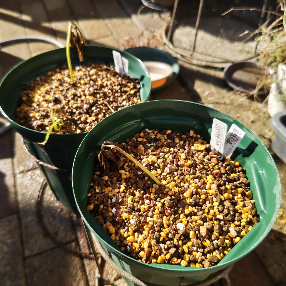 初めてのチベタヌス栽培（植替など）｜そだレポ（栽培レポート）by北緯