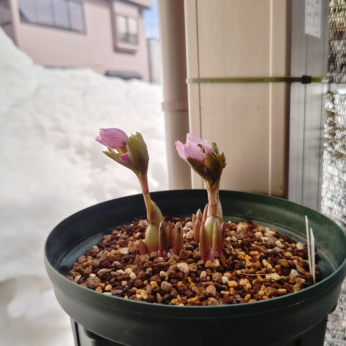 原種クリスマスローズチベタヌス(甘粛省甘谷産)実生4年苗