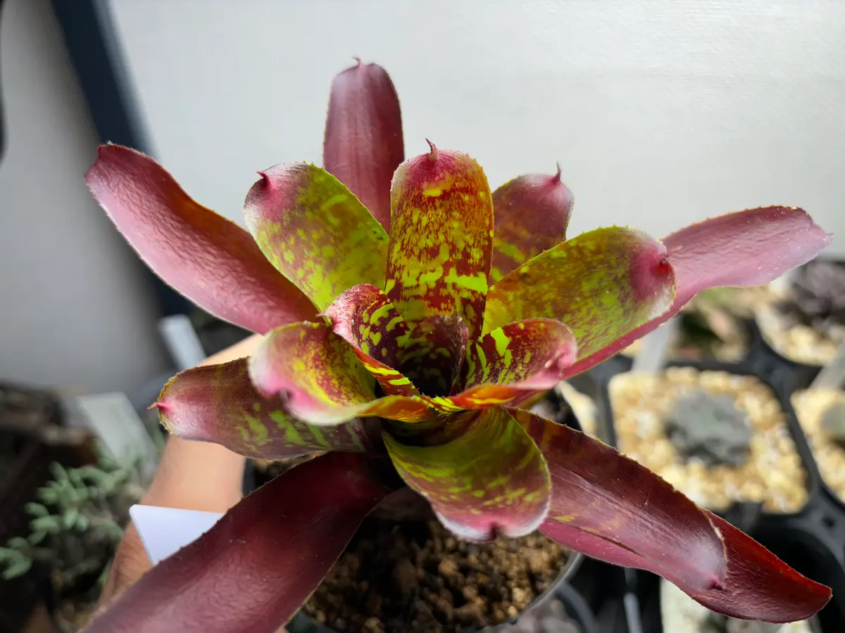 Neoregelia'MiniSkirt'の栽培｜そだレポ（栽培