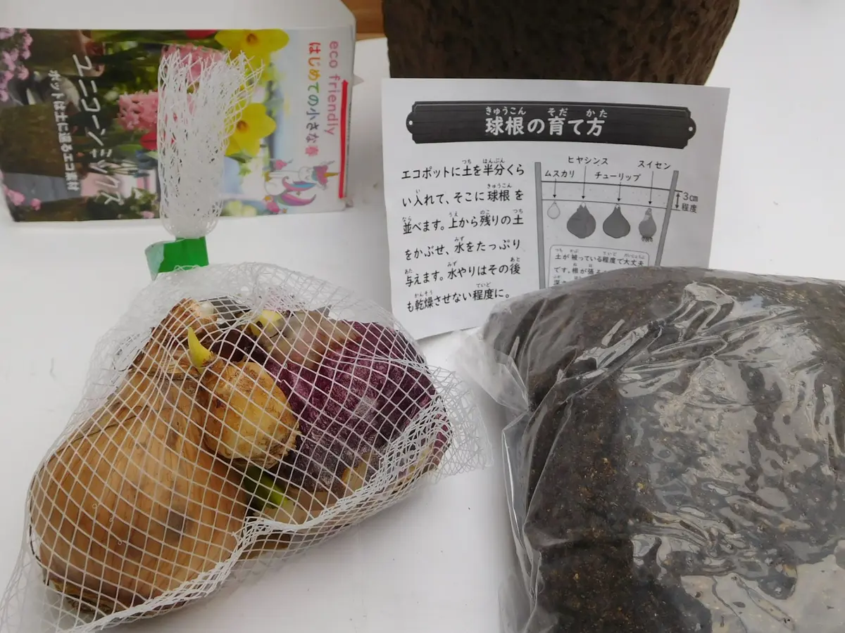 お得な球根セット｜そだレポ（栽培レポート）byひょこりんそう