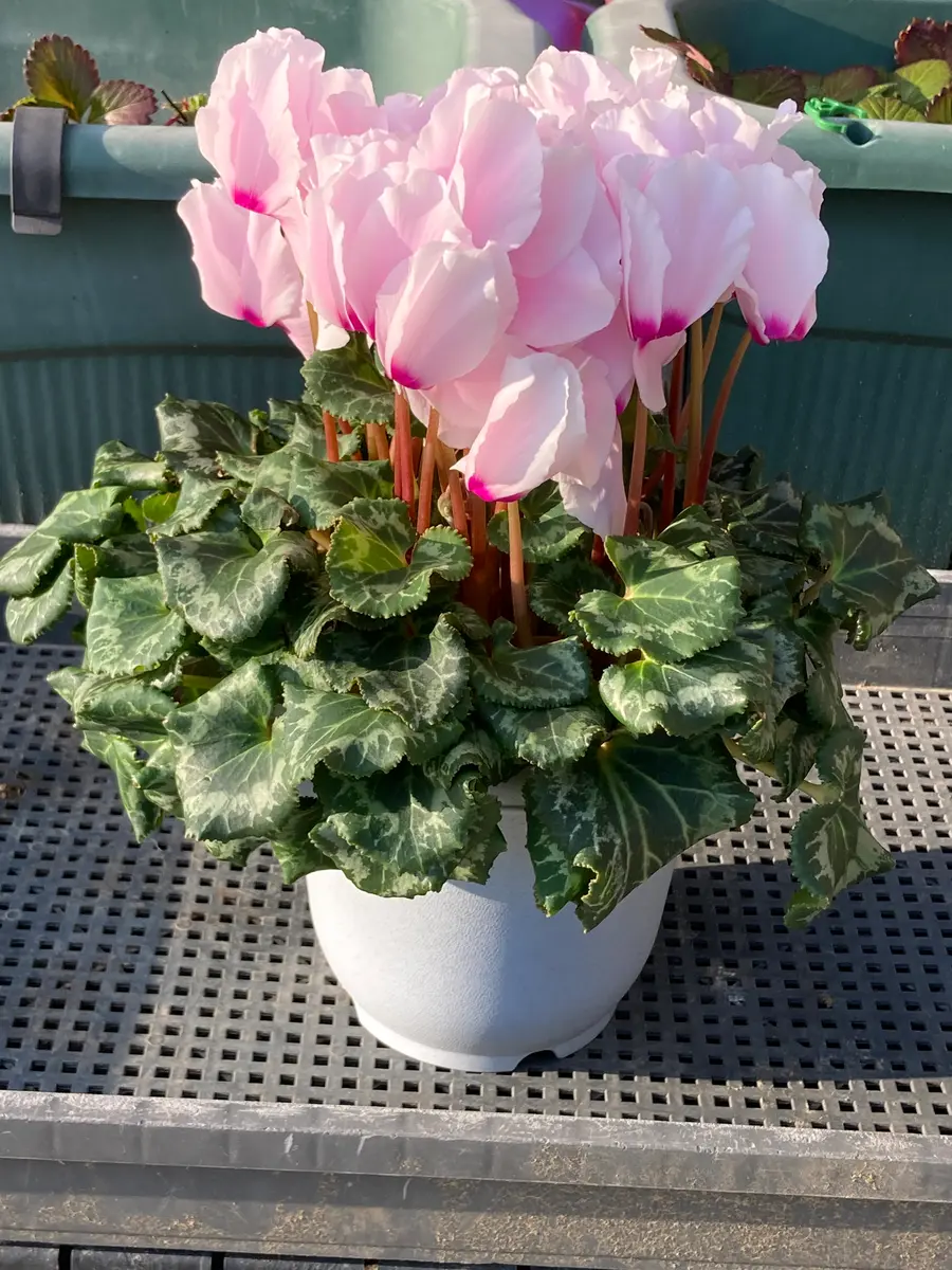 2年目のシクラメン｜そだレポ（栽培レポート）bykonn｜みんなの趣味の園芸