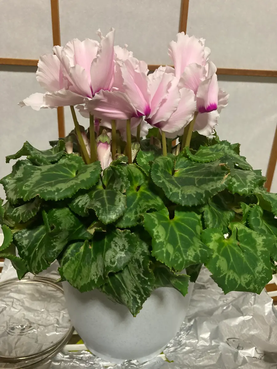 2年目のシクラメン｜そだレポ（栽培レポート）bykonn｜みんなの趣味の園芸