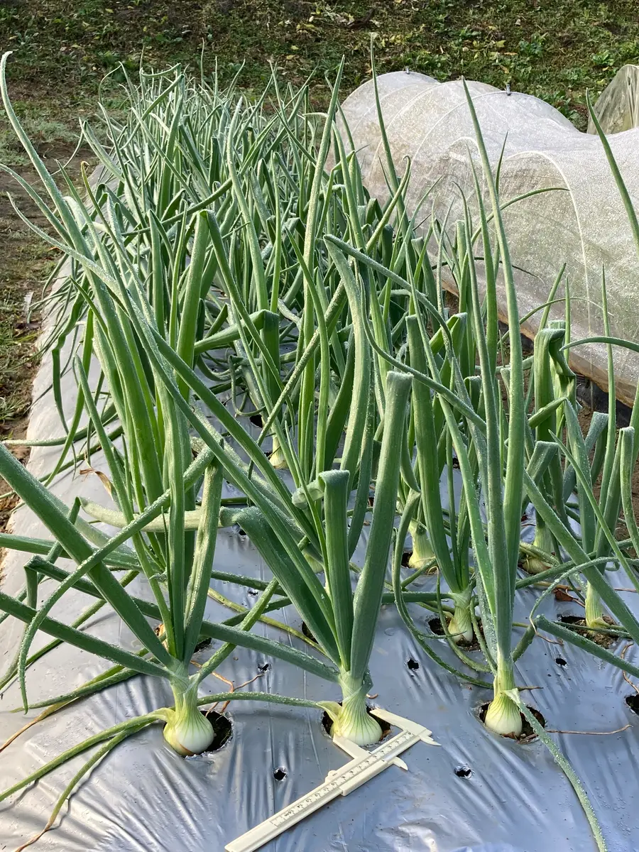 タマゴ 島たまご】瀬戸内の離島でのびのび育った高級品種の卵 - なじみ