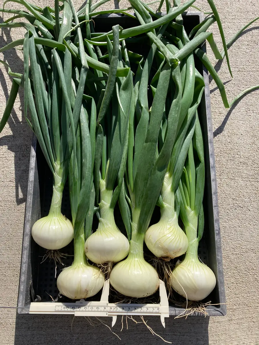 タマゾウ様確認用 タフロック スマートフォンマウント｜ダートフリーク / DIRTFREAK