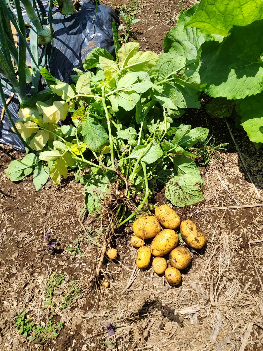 23春植え 種芋 じゃがいも インカのめざめ4個 キタアカリ4個です 
