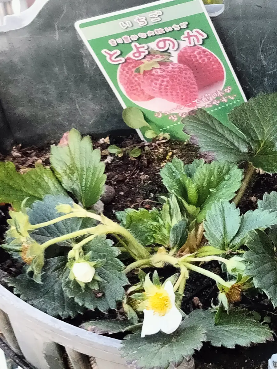 家庭菜園】おうちでいちご狩り♪沢山できた苺を使ってスムージー