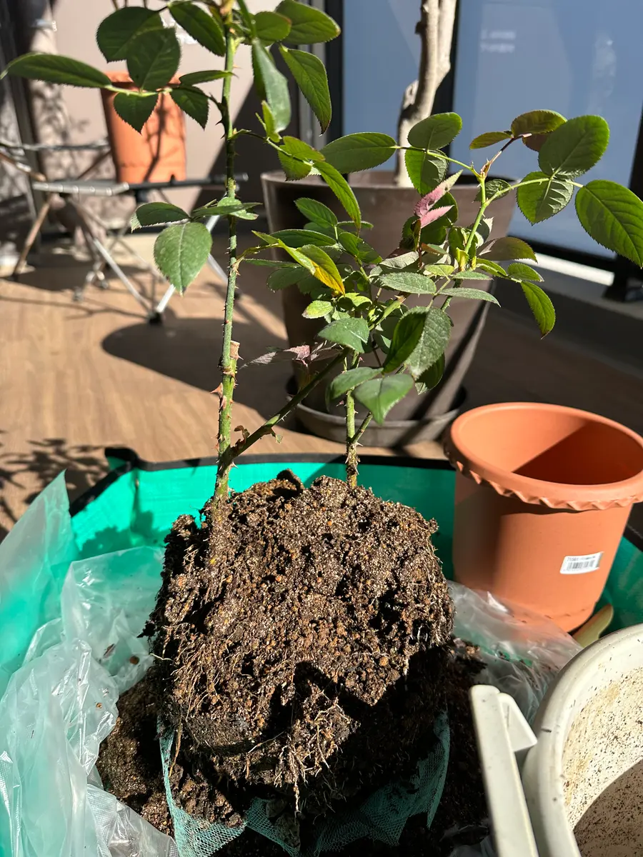 挿し木のバラを育てる｜そだレポ（栽培レポート）byベランダ園芸初心者