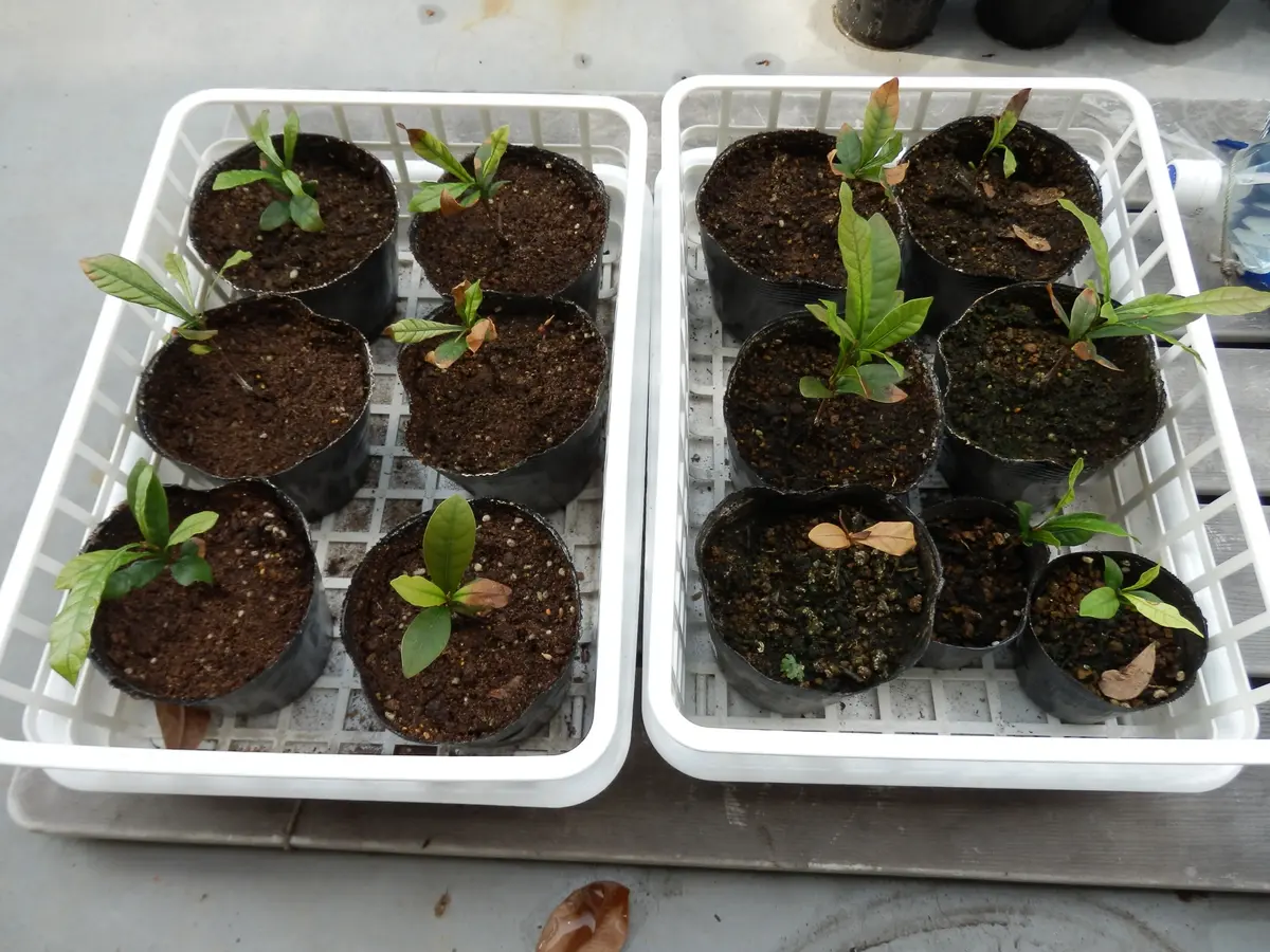 ミラクルフルーツ 試行錯誤の我流｜そだレポ（栽培レポート）by