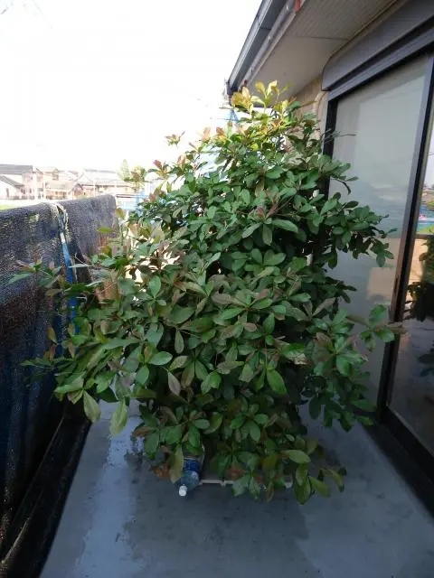 ミラクルフルーツ 試行錯誤の我流｜そだレポ（栽培レポート）by