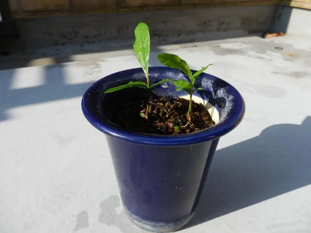 ミラクルフルーツ 試行錯誤の我流｜そだレポ（栽培レポート）by