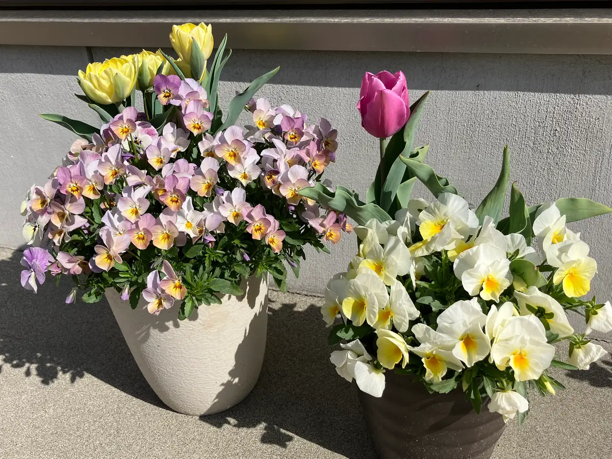 雪国でチューリップとビオラのダブルデッカーに初挑戦｜そだレポ（栽培