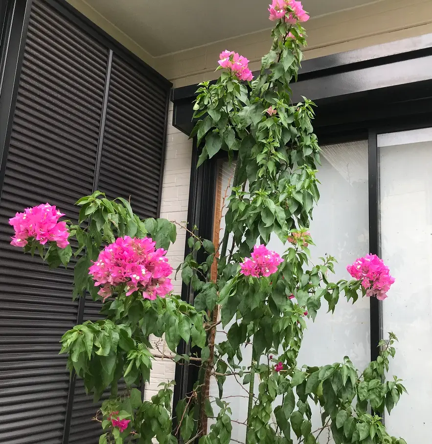 2017年購入から鉢育てを経て地植え迄|そだレポ(栽培レポート 2017年購入から鉢育てを経て地植え迄|そだレポ(栽培レポート