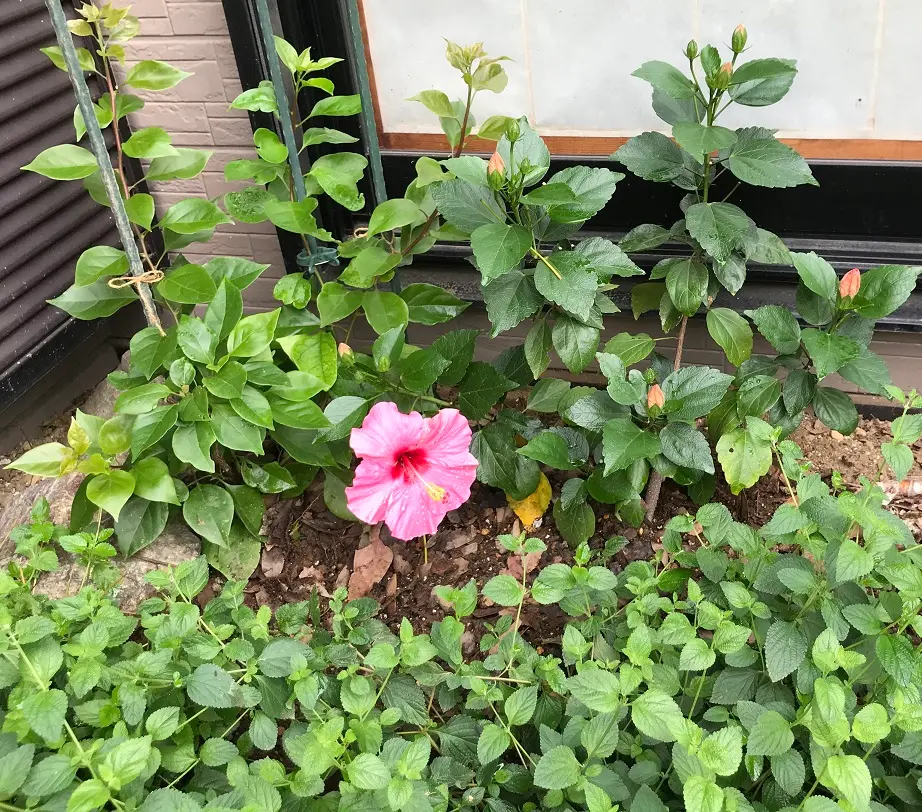 2017年購入から鉢育てを経て地植え迄|そだレポ(栽培レポート 2017年購入から鉢育てを経て地植え迄|そだレポ(栽培レポート