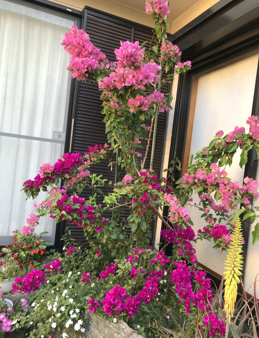 2017年購入から鉢育てを経て地植え迄｜ブーゲンビレアのそだレポ（栽培
