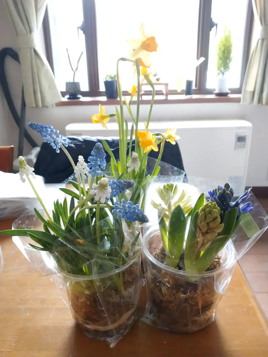 ー完ーみんなの花芽つき球根｜そだレポ（栽培レポート）byいのさっちー