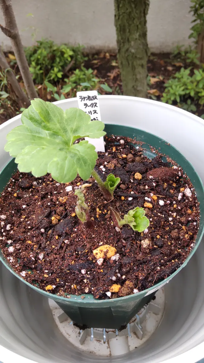 ラナンキュラス　芽出し苗 ラナンキュラス芽出し始めます【ラナンキュラスラックス