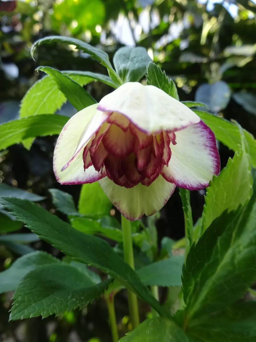 クリスマスローズをタネから育てる｜そだレポ（栽培レポート）byやま